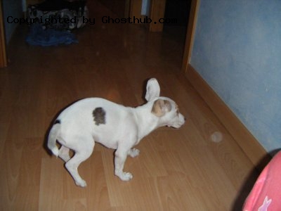 Puppy Orb