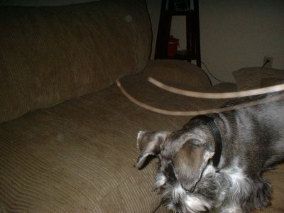 my dog and two moving orbs?
