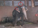 Orb near an Elephant